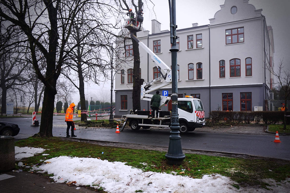 Wymiana kasztanowców na Sienkiewicza