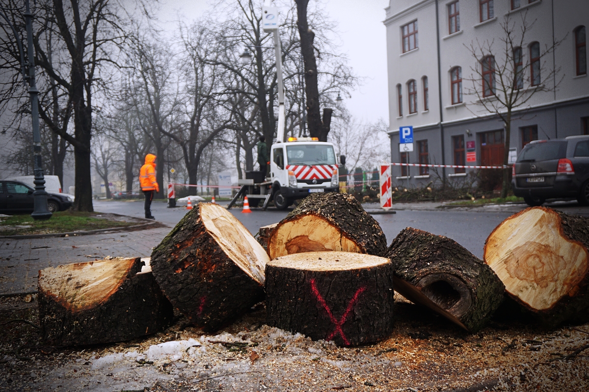 Wymiana kasztanowców na Sienkiewicza