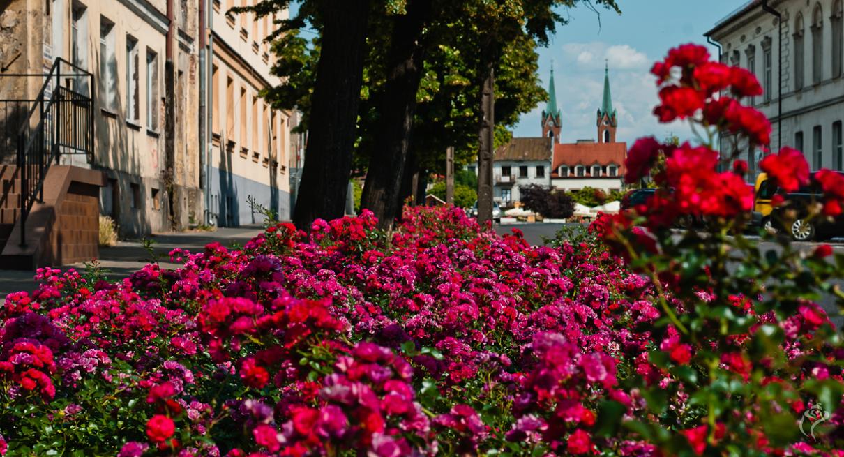 Róże w przestrzeni miejskiej