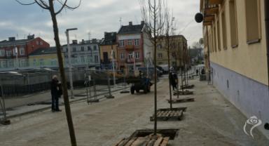 Nasadzenia zieleni na Placu Wolności i Rynku Zduńskim