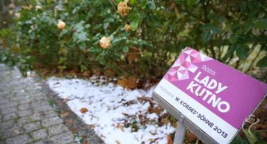 „Kutnowskie Panie” rozkwitają także późną jesienią