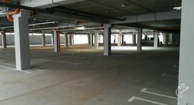 Nasadzenia zieleni na Placu Wolności i Rynku Zduńskim