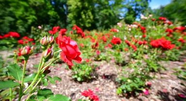 Jedno ze zdjęć róż w Kutnie w obiektywie Łukasza Stasiaka