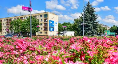 Jedno ze zdjęć róż w Kutnie w obiektywie Łukasza Stasiaka