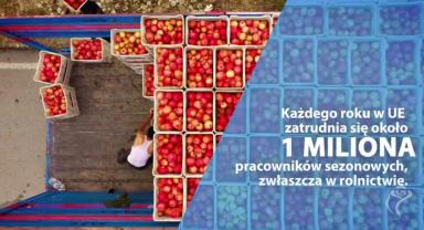 Każdego roku w UE zatrudnia się około 1 miliona pracowników sezonowych, zwłaszcza w rolnictwie