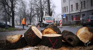 Wymiana kasztanowców na Sienkiewicza